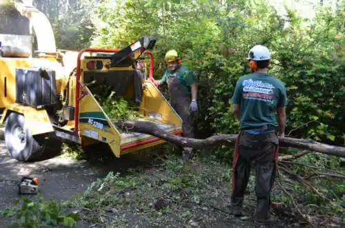 tree services Big Rock